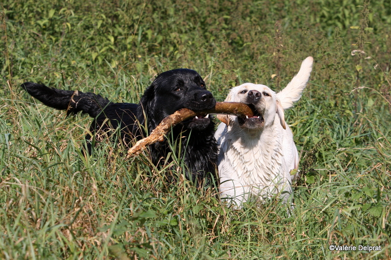 Field Erstein 09 (157).JPG